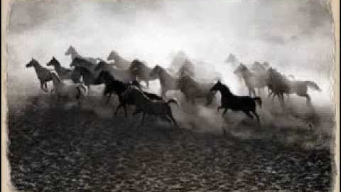 ناصر القطامي l سورة العاديات