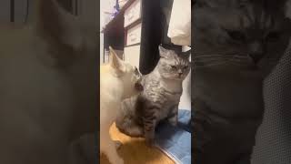 Purrs And Pranks #13 #Funny #Cat #Pets