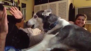 Dog Is Extremely Protective Of Owner