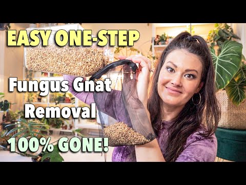 How to get rid of fungus gnats indoors