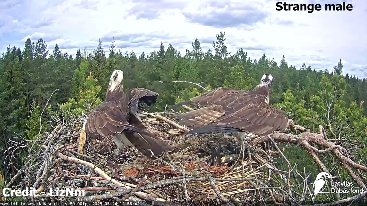 Osprey (Latvian 2025)