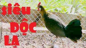 Gà rừng đột biến gen giới tính Mã Mái Mã Lai siêu VIP PRO II HMT