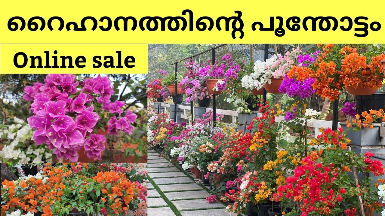 Rare ബൊഗൈൻവില്ല കളക്ഷൻസുള്ള പൂന്തോട്ടം | Online Sale Bougainvillea | Own greenery |
