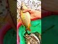 ternak ikan di sawah saat panen hasilnya melimpah #budidayaikan #panenikan #sawahikan #shortvideo