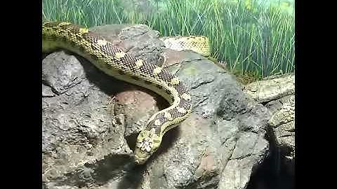 CuriOdyssey Gopher Snake Backs Up