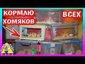 УТРО МОИХ ПИТОМЦЕВ / КОРМЛЮ ВСЕХ ХОМЯКОВ / РАСПАКОВКА / 1 часть / Alisa Easy Pets