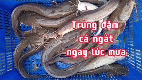 Giăng câu cá ngát & Trúng đậm cá ngát ngay lúc trời mưa