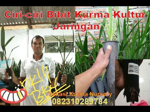 Ciri-ciri Bibit Kurma Kultur Jaringan
