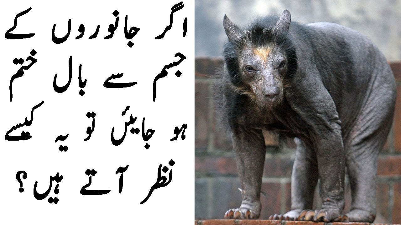 nature magazine contact How Animals look without hairs