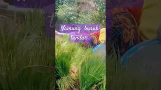 buruh tandur..... #motivasi #wanitahebat #motivasihidup