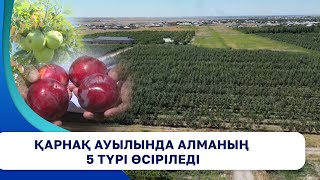 видео: Қарнақ ауылында алманың 5 түрі өсіріледі картинка: Қарнақ ауылында алманың 5 түрі өсіріледі