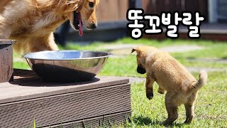 7 Days of Change of Puppy Who Came to My House by Herself 22 by 나렝아치 NaRengAchi 25,388 views 9 days ago 15 minutes