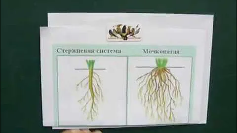 Уроки биологии. Корень. Базовые знания.