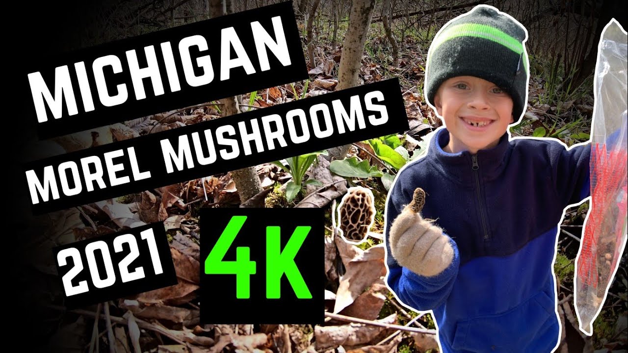 Morel Mushroom Hunting 2021 The First Pick Southeast Michigan YouTube
