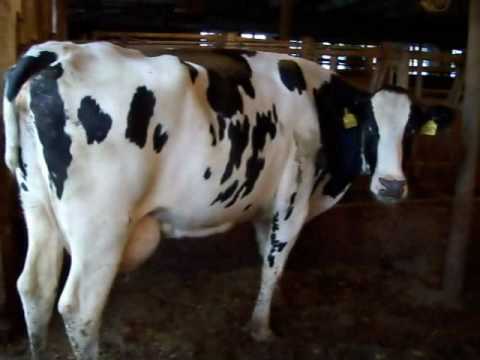 Lancing a Cow Abscess  - (Part I & II)