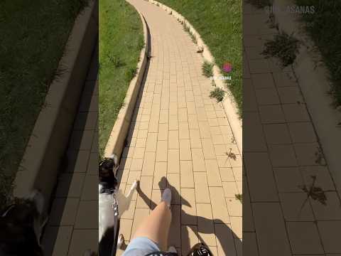 Обязательно прогулки утром у озера #спорт #собака #животные #dogs #dogshorts #doglife #dog #sports
