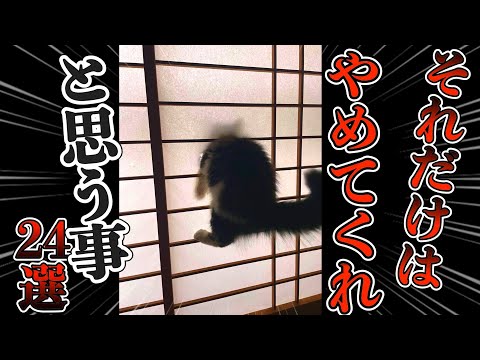 猫と暮らしてて『それだけはやめてくれ』と思う事