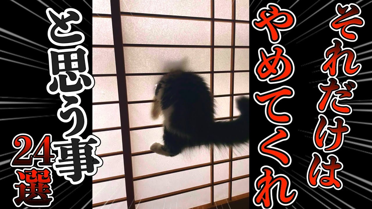 猫と暮らしてて『それだけはやめてくれ』と思う事24選！みんなの困った猫ちゃん大集合！