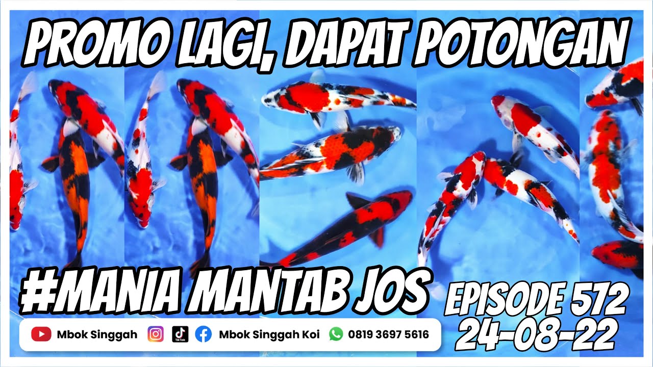 Promo Lagi, Beli Paket Ikan Koi High Quality Masih Dapat Potongan Harga ...