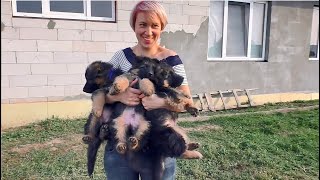 Продаются! Щенки Геры и Афины. Длинношерстные Немецкие Овчарки. Long-haired German shepherd puppies. Продаются! Щенки Геры и Афины. Длинношерстные Немецкие Овчарки. Long-haired German shepherd puppies.