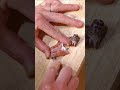 トラギスを捌いて食べてみた