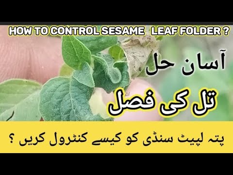 ვიდეო: სეზამის მცენარეების მავნებლები: შეიტყვეთ სეზამის მავნებლების მართვის შესახებ