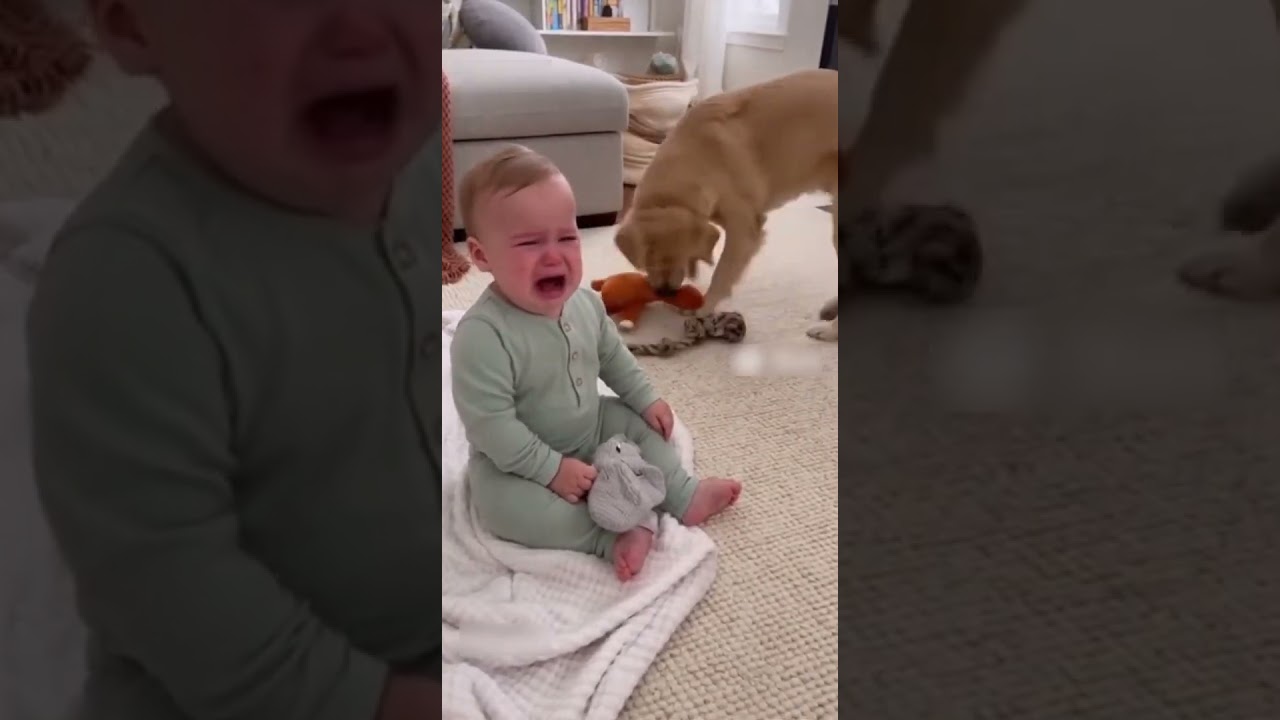 Dog Tries To Cheer Up Crying Baby!
