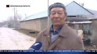После оттаявшего снега жители пригородного села обнаружили десятки туш убитых собак После оттаявшего снега жители пригородного села обнаружили десятки туш убитых собак