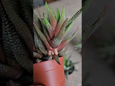 فيديو: كيفية نشر haworthia fasciata؟