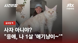 거대한 몸에 그렇지 않은 얼굴…1살 아기 고양이 맞아? / JTBC 사건반장