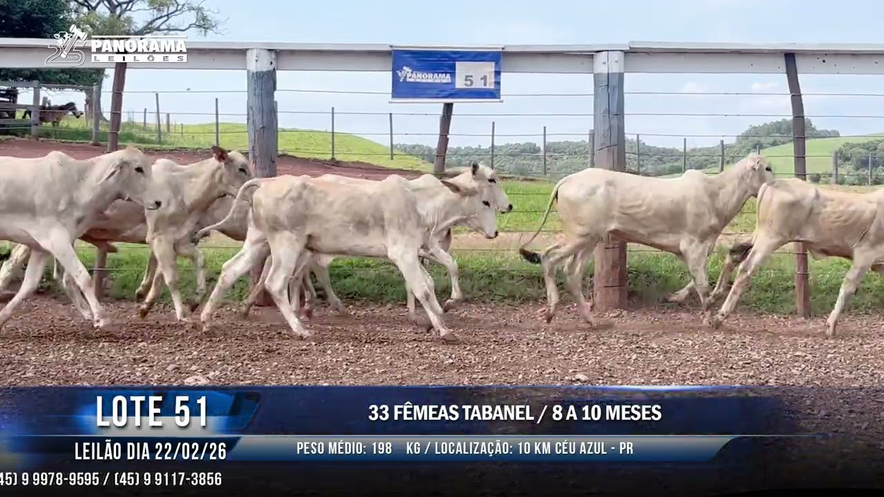 LOTE 51