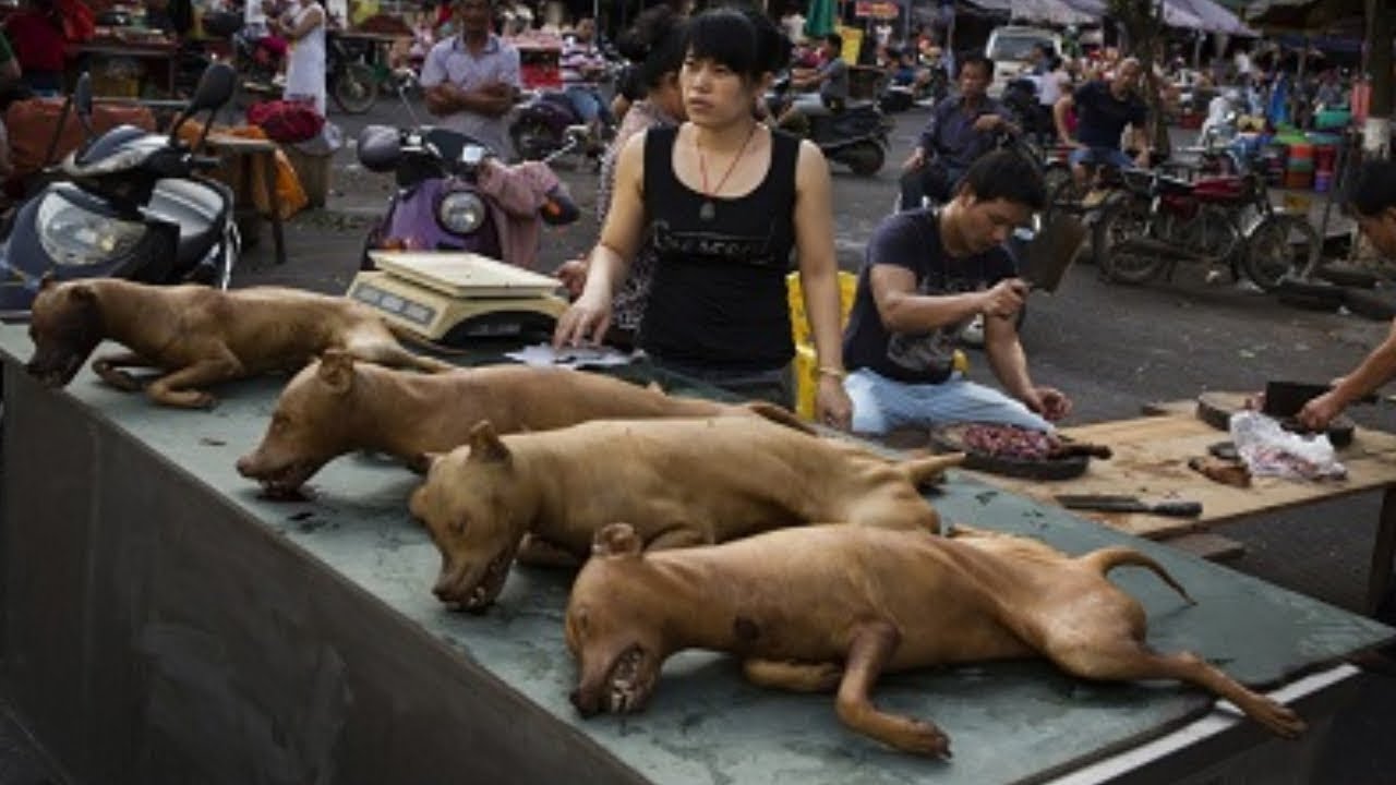 AS COMIDAS MAIS ESTRANHAS DA CHINA
