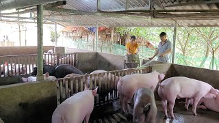Small farm.  Pig farming.  Country life. (Episode 29).