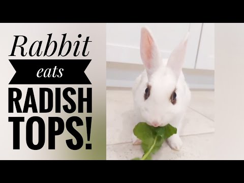 Video: Tarçınlı Tavşan