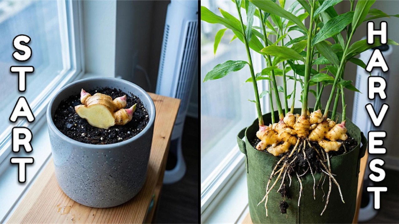 The Complete Beginner's Guide to Growing Ginger Indoors Year-Round