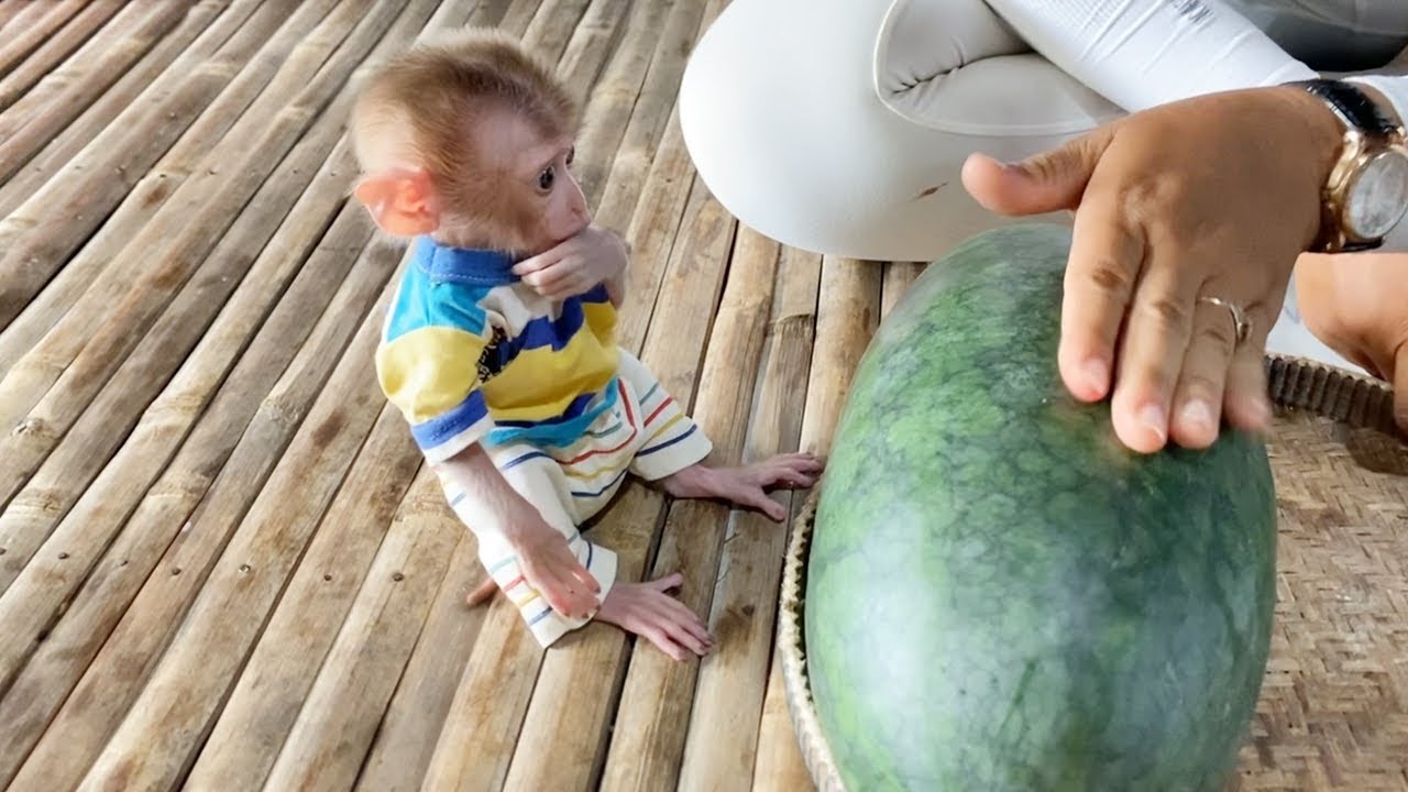 So Cute Baby Dorn Sit Very Manner Wait Mom Cutting Watermelon For Him