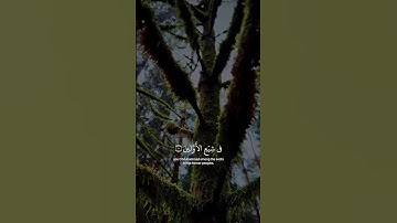 {إِنَّا نَحْنُ نَزَّلْنَا الذِّكْرَ وَإِنَّا لَهُ لَحَافِظُونَ} [الحجر : 9]القارئ هزاع البلوشي