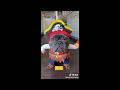 Cute French Bulldogs TikTok Dog Compilation 2020