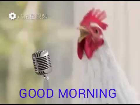 Video: Cum Determină Cocoșii Când Să Cânte Dimineața