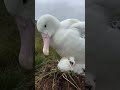 Albatross Annoys Baby Chick