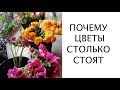 ЦЕНА НА ЦВЕТЫ. ПОЧЕМУ ЦВЕТЫ СТОЛЬКО СТОЯТ?