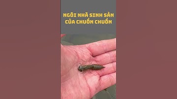 CHUỒN CHUỒN ĐẺ TRỨNG TRONG THÂN CÂY RỖNG?! Bí Mật “CĂN HỘ VIP” CỦA THIÊN NHIÊN!