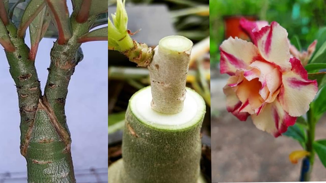 Grafting V & Flat On Adenium Plant Desert Rose Tablet Graft YouTube