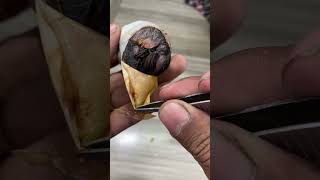 Chick was near to die - I break shell instantly