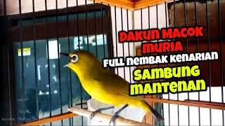 PLECI DAKUN MACOK MURIA FULL NEMBAK MANTENAN SAMBUNG KENARIAN