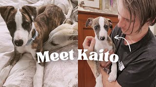 Meet our New Whippet Puppy... Kaito!