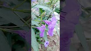 #dhan #flowers #matalaxmi