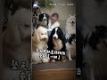 【職業倦怠】店狗們露敬業笑容合照！大貴賓獨自厭世臉：何時下班? #shorts