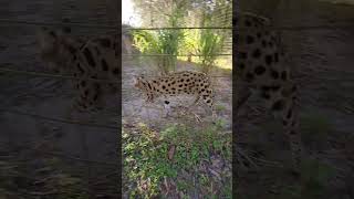 Zucari & Nala Servals Awaiting Breakfast!