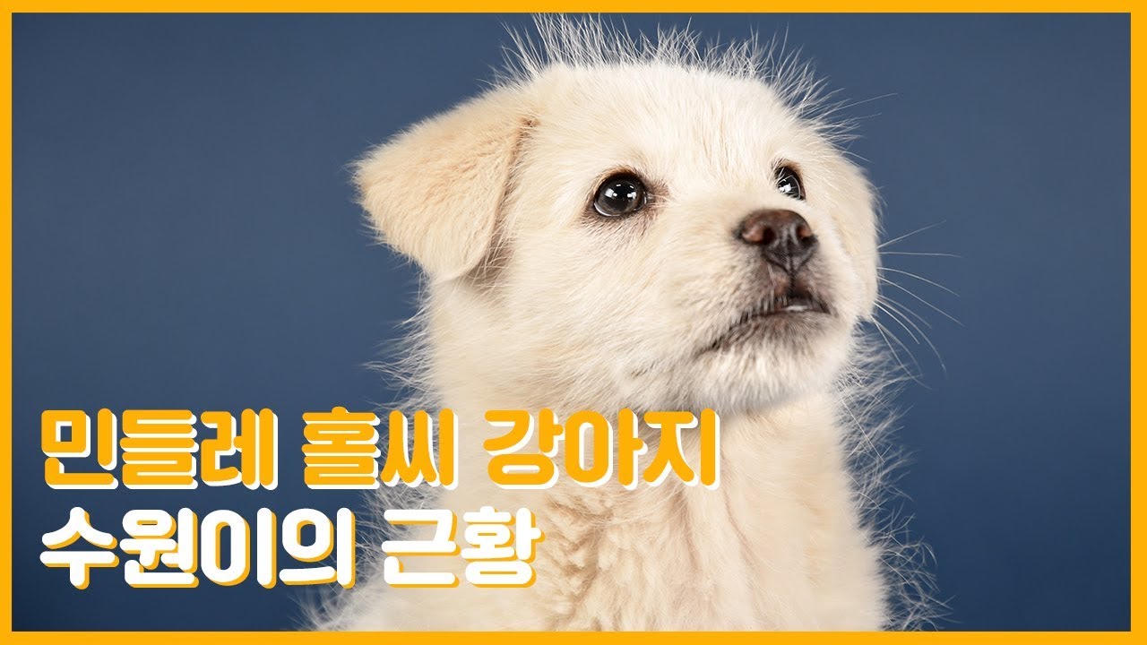 민들레 홀씨 강아지 수원이의 근황
